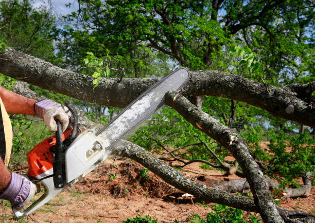 Best Tree Cutting Near Me  in Mountain Home, AR